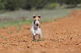 FOX TERRIER 289